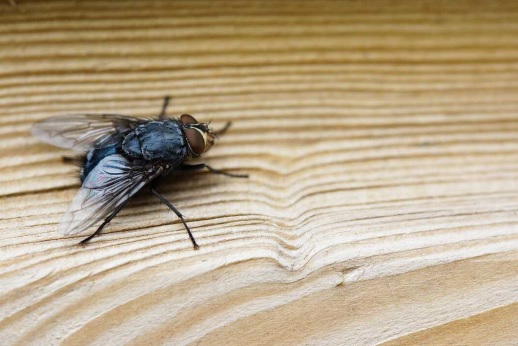 MOSCA